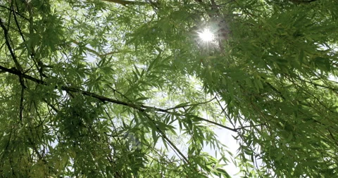 Tracking under a Willow tree Stock Footage 132472934