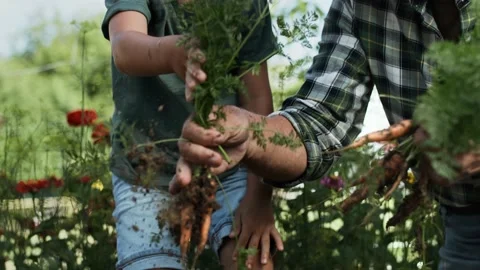 Tracking video of boy picking carrots from a vegetable patch. Stock Footage 149977145