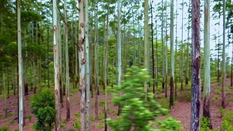Tracking video of dark dense tropical forest Stock-Footage 73350931