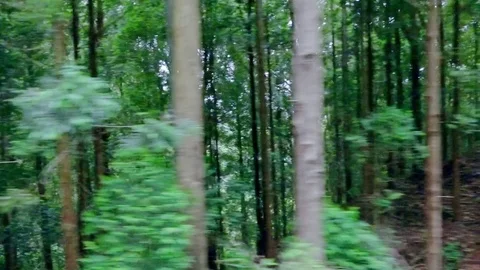 Tracking video of dark dense tropical forest Stock Footage 75769068
