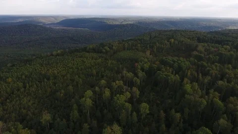 Tracking view from above of autumn mountain forest Stock Footage 75475706