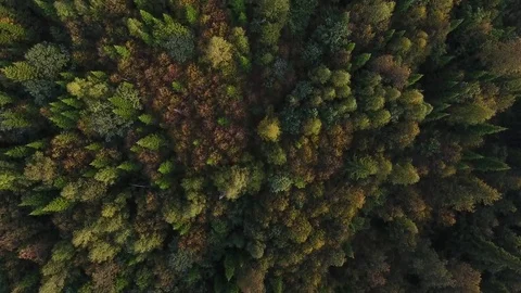 Tracking view from above of autumn mountain forest Stock Footage