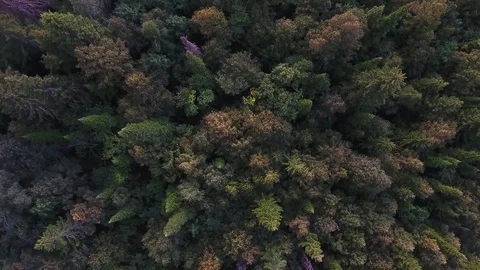 Tracking view from above of autumn mountain forest Stock Footage 75475882