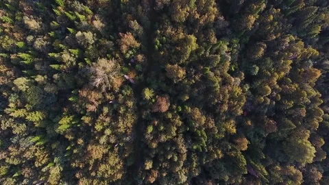 Tracking view from above of autumn mountain forest Stock Footage 75476063