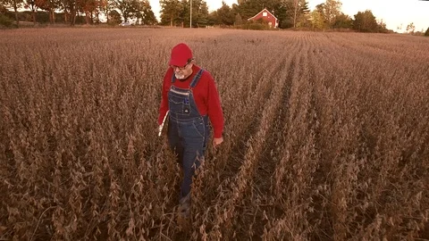 Tracking view of farmer walking in ripe midwest soybean field Stock Footage 99658708