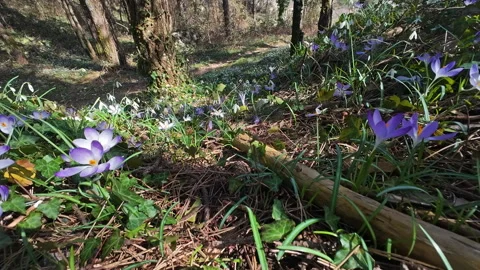 Tracking view of violet crocus and white snowdrop 库存影片 330274063