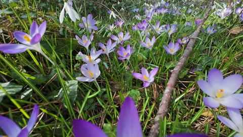 Tracking view of violet crocus and white snowdrop 库存影片 330890210