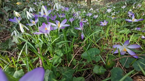 Tracking view of violet crocus and white snowdrop 库存影片 331758382