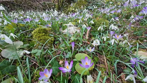 Tracking view of violet crocus and white snowdrop 库存影片 331758653
