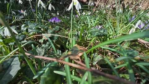 Tracking view of violet crocus and white snowdrop 库存影片 331758873