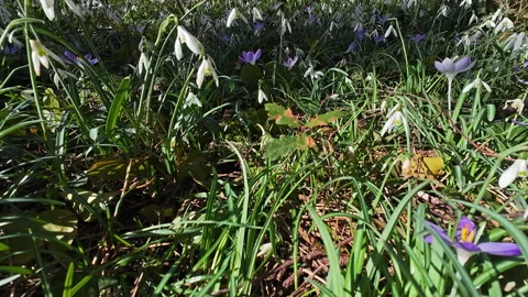 Tracking view of violet crocus and white snowdrop 库存影片 336900412