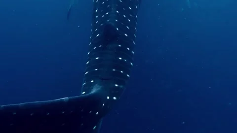 Tracking a whale shark swimming gently through vast blue deep ocean Stock Footage 336780872