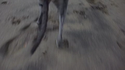 Tracking a Whippet dog making paw prints walking on the sand Stock Footage 341326333