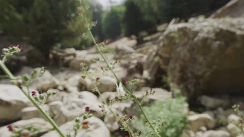 Tracking of a white butterflying in front of a pond in Morocco Stock Footage 170947742