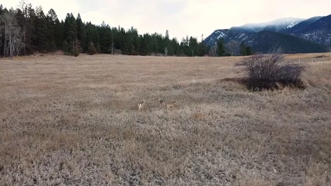 Tracking wild deer through a field with trees and mountains in the distance Stock Footage 125050650