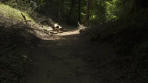 Tracking in into the wild green forest during summer day in Spain. old trees, Видео 119356862