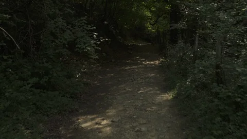 Tracking in into the wild green forest during summer day in Spain. old trees, Stock-Footage 119359054