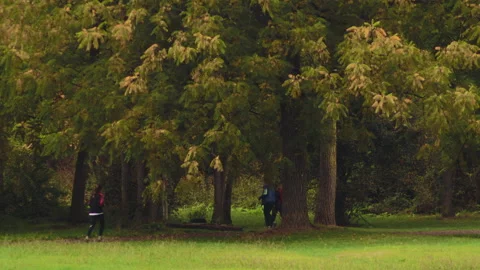 Tracking in the woods  - 4K - ProRes Stock Footage 163586767