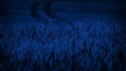 Tracks In Corn Field At Night Stock Footage 324669183