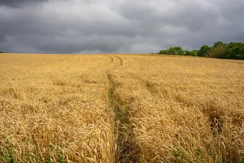 Tracks in cornfields under stormy skies Stock Photos