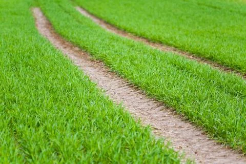 Tracks on crop Stock Photos