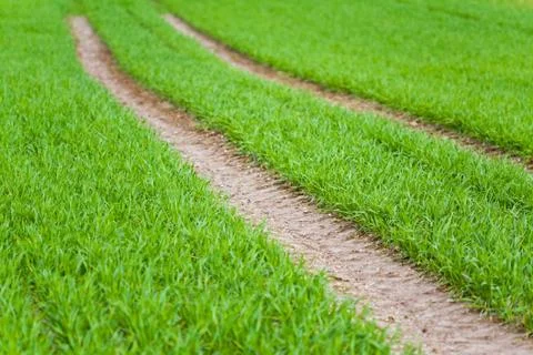 Tracks on crop Stock Photos