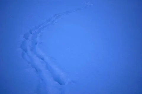 Tracks in deep snow Stock Photos
