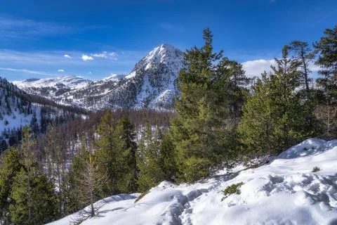 Tracks in fresh deep snow with a view on pine forest and snow covered mountain Stock Photos