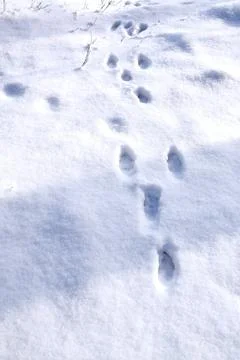 Tracks of a hare Stock Photos