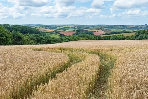 Tracks running off through a golden corn field with views over colourful fields Foto stock