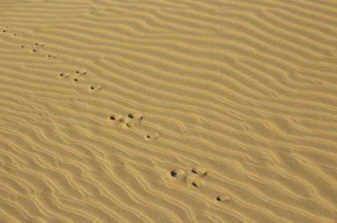 Tracks in sand Stock Photos