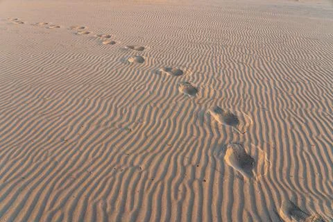 Tracks in the sand Stock Photos