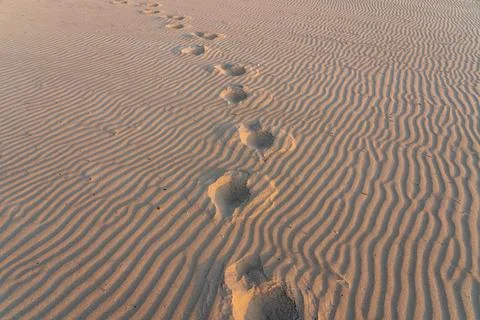 Tracks in the sand Stock Photos