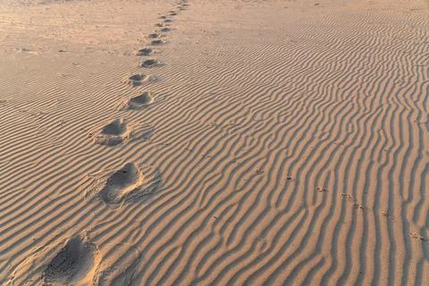 Tracks in the sand Stock Photos