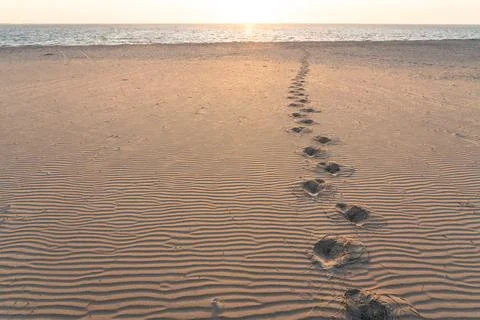 Tracks in the sand Stock Photos