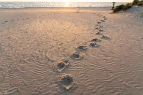 Tracks in the sand Stock Photos