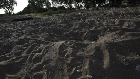  Tracks of a Sea Turtle that has left its nest Stock Photos