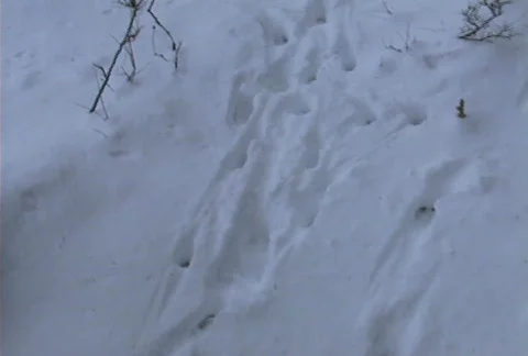 Tracks in snow Stock Footage 645592