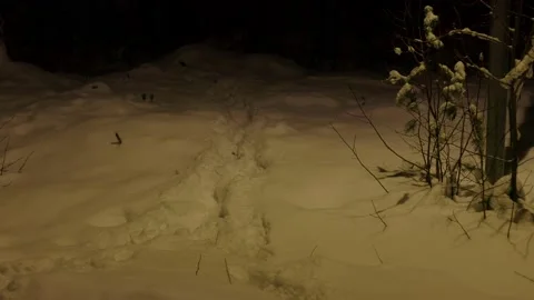 Tracks In The Snow Stock Footage 169790684