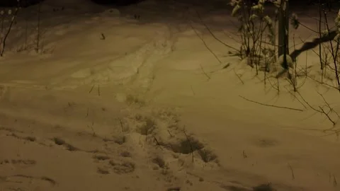 Tracks In The Snow Stock Footage 169790713