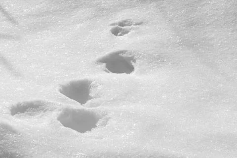 Tracks on snow Stock Photos
