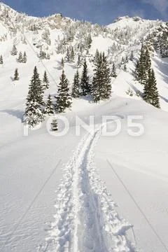 Tracks In Snow