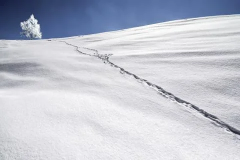 Tracks on the snow Stock Photos