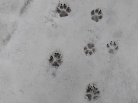 Tracks in the snow Stock Photos