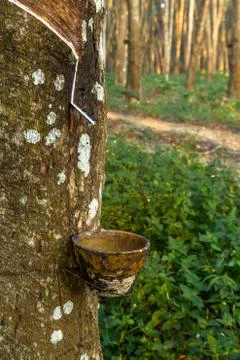 Tracks tapping rubber trees Stock Photos