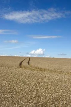 Tracks through the wheat Stock Photos