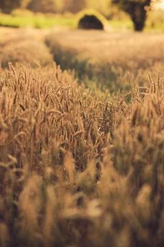 Tracks in wheat field Foto stock