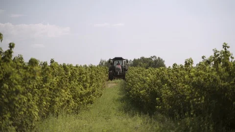 Tracktor driving through black currant bushes on field Stock Footage 118149724
