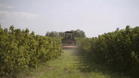 Tracktor driving through black currant bushes on field Stock Footage 118150007