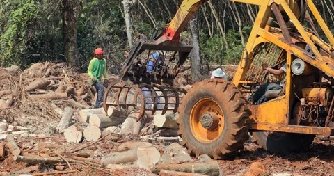 Tracktor moves big chunks of cut trees on logging site. Rainforest deforestation Stockbeeldmateriaal 100847124